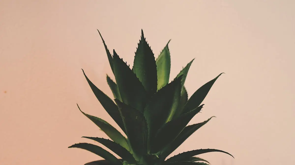 Aloe vera biljka
